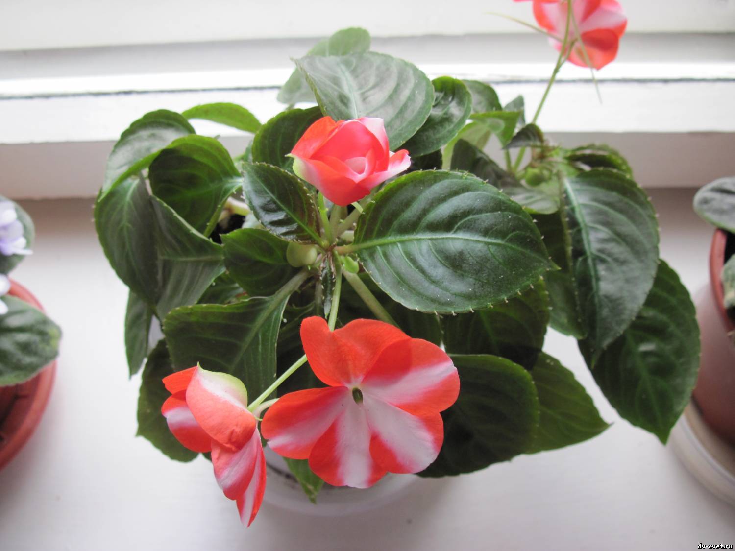 Ванька мокрый цветок - уход в домашних условиях, болезни и почему опадают листы
