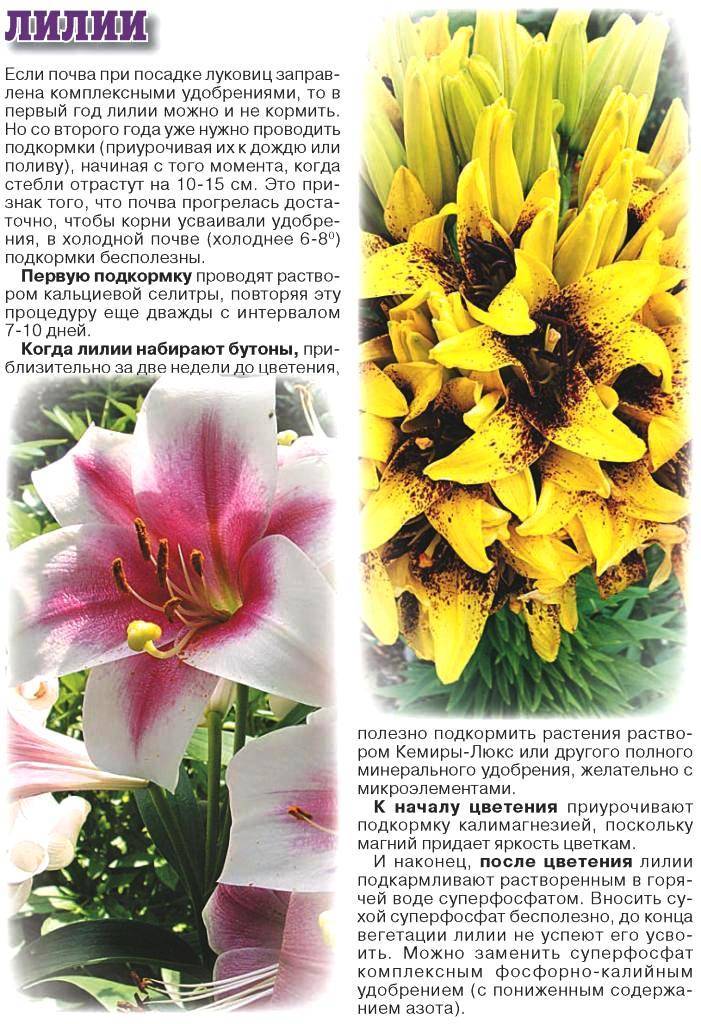 Лилии: подкормка для пышного цветения, при посадке луковиц, в июне в период бутонизации