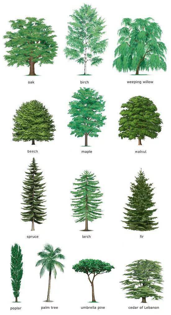 Какие бывают деревья в средней полосе — лиственные и хвойные деревья