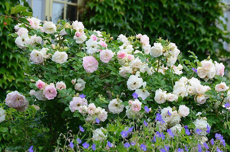 Роза ‘августа луиза’ — аристократка с чудесным ароматом