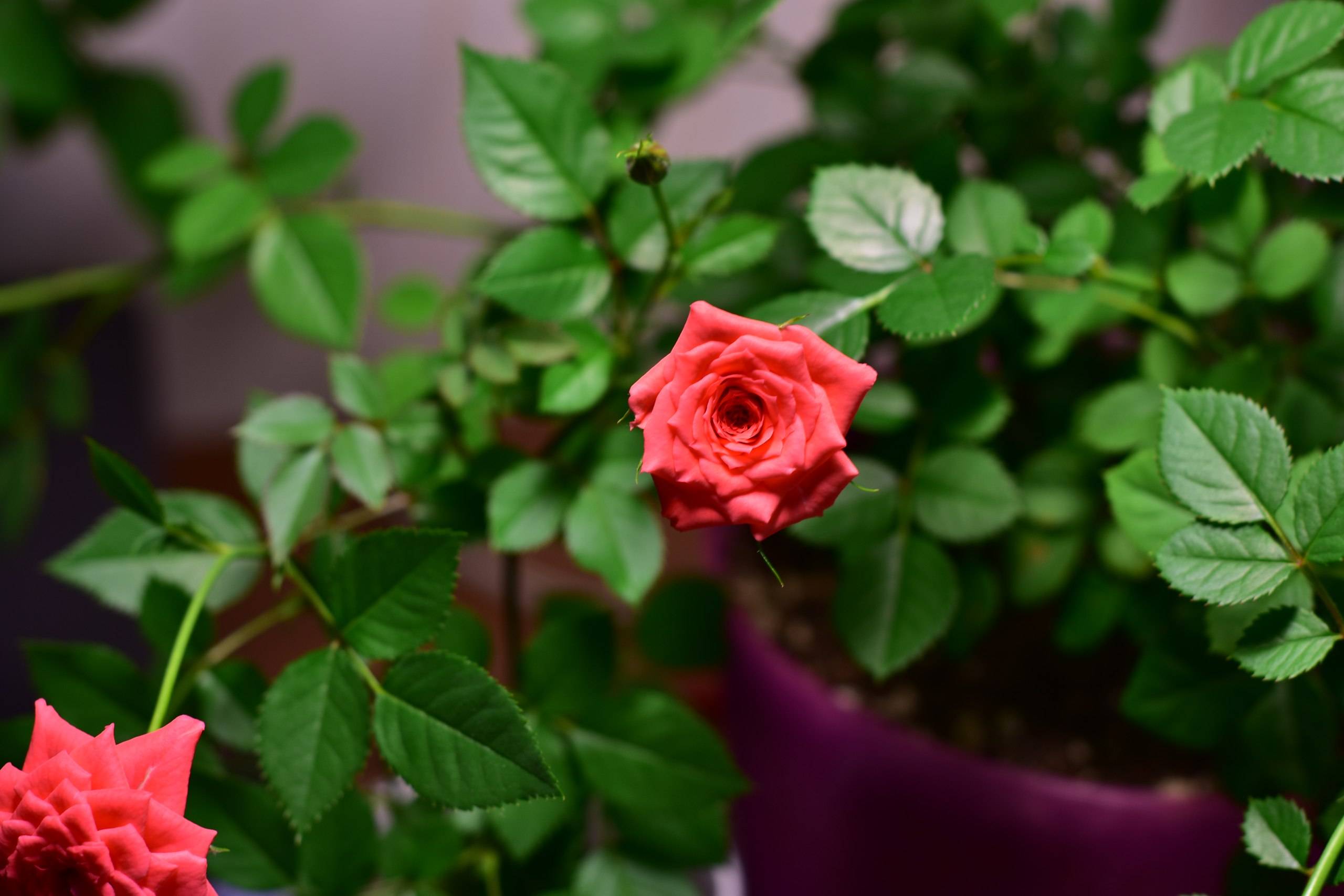 Китайская роза или гибискус: уход, выращивание, возможные проблемы