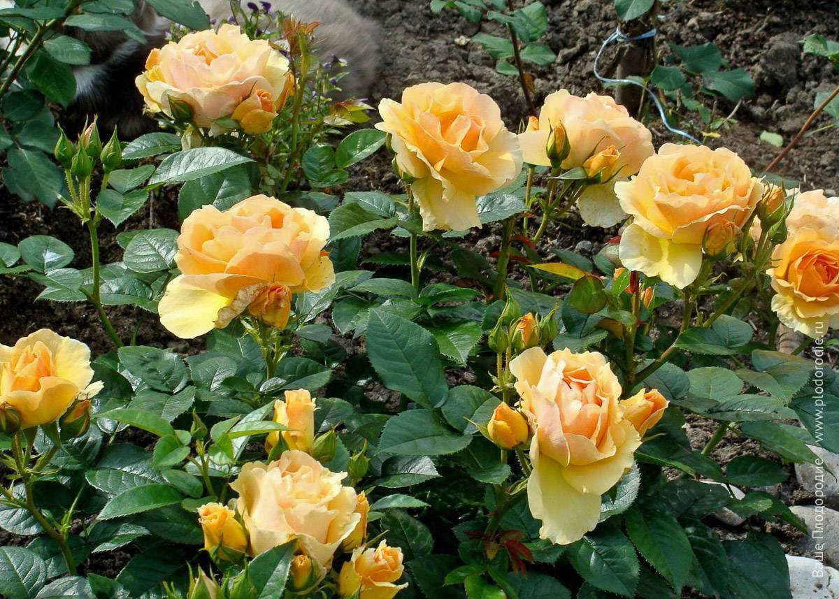 Роза флорибунда: лучшие сорта для подмосковья