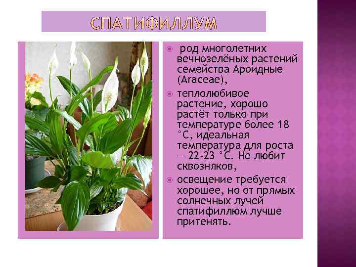 Спатифиллум/spathiphyllum на supersadovnik.ru