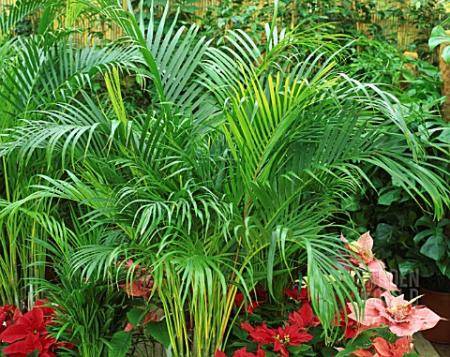 Пальма арека — уход в домашних условиях и размножение