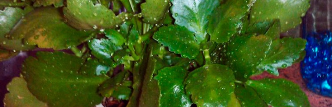 Желтеют листья у каланхоэ: почему изменяют окрас и сохнут кончики и что делать, как спасти цветущее растение?