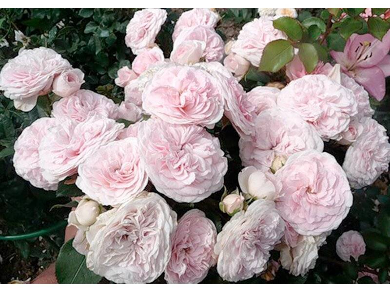 Характеристики гибридного сорта розы мария терезия: как посадить флорибунду