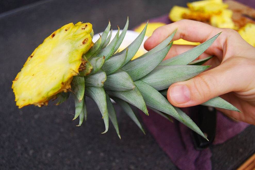 Как вырастить ананас из верхушки – видео, фото, пошагово советы