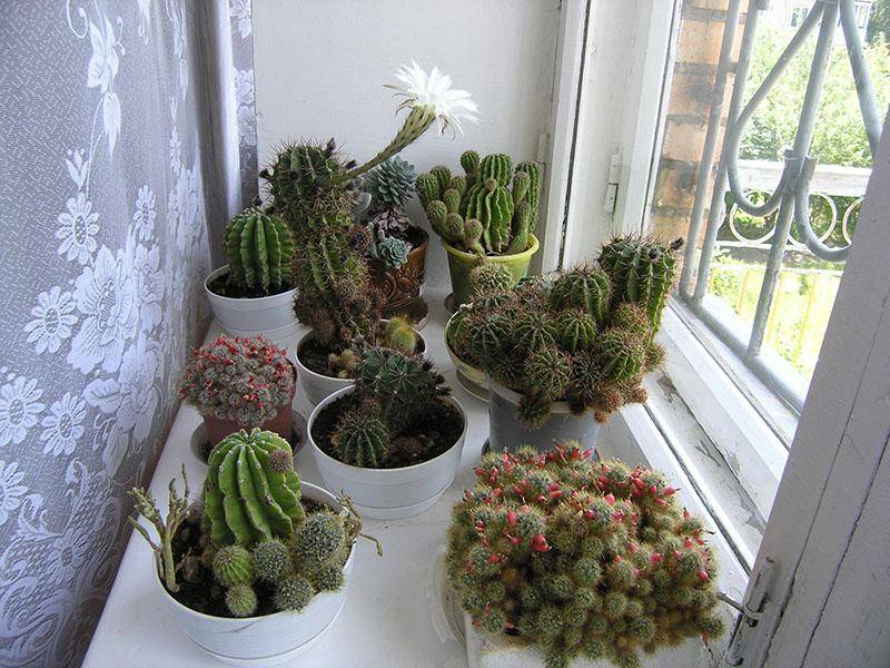 Можно ли держать в доме кактусы: приметы и суеверия