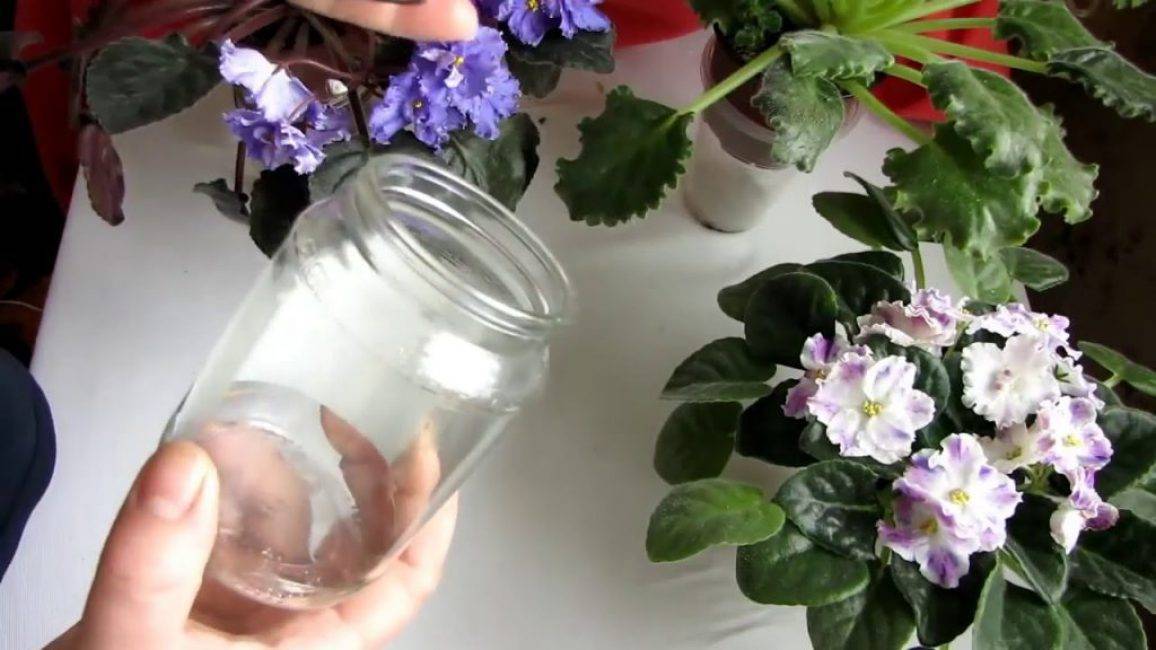 Комнатные фиалки: какой должен быть полив для обильного цветения