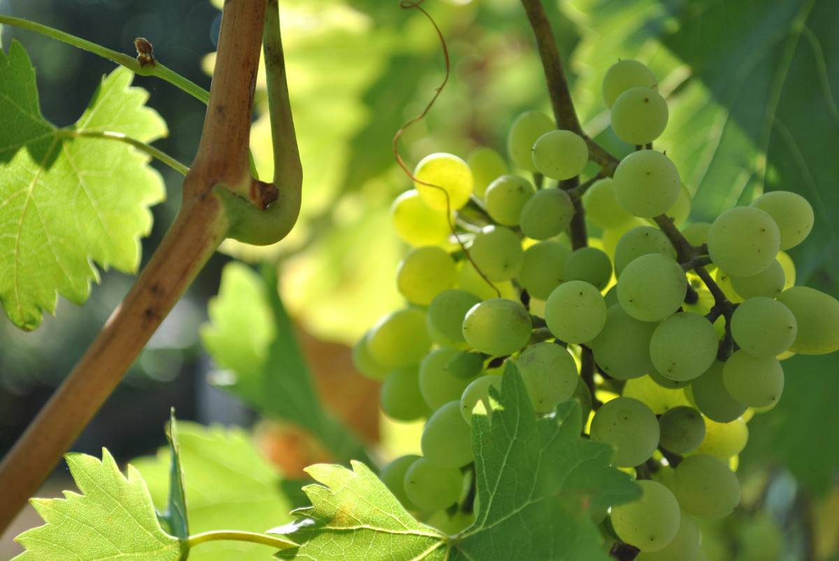 Девичий виноград: посадка и уход в открытом грунте, размножение сорта, выращивание и сочетание в ландшафтном дизайне + фото