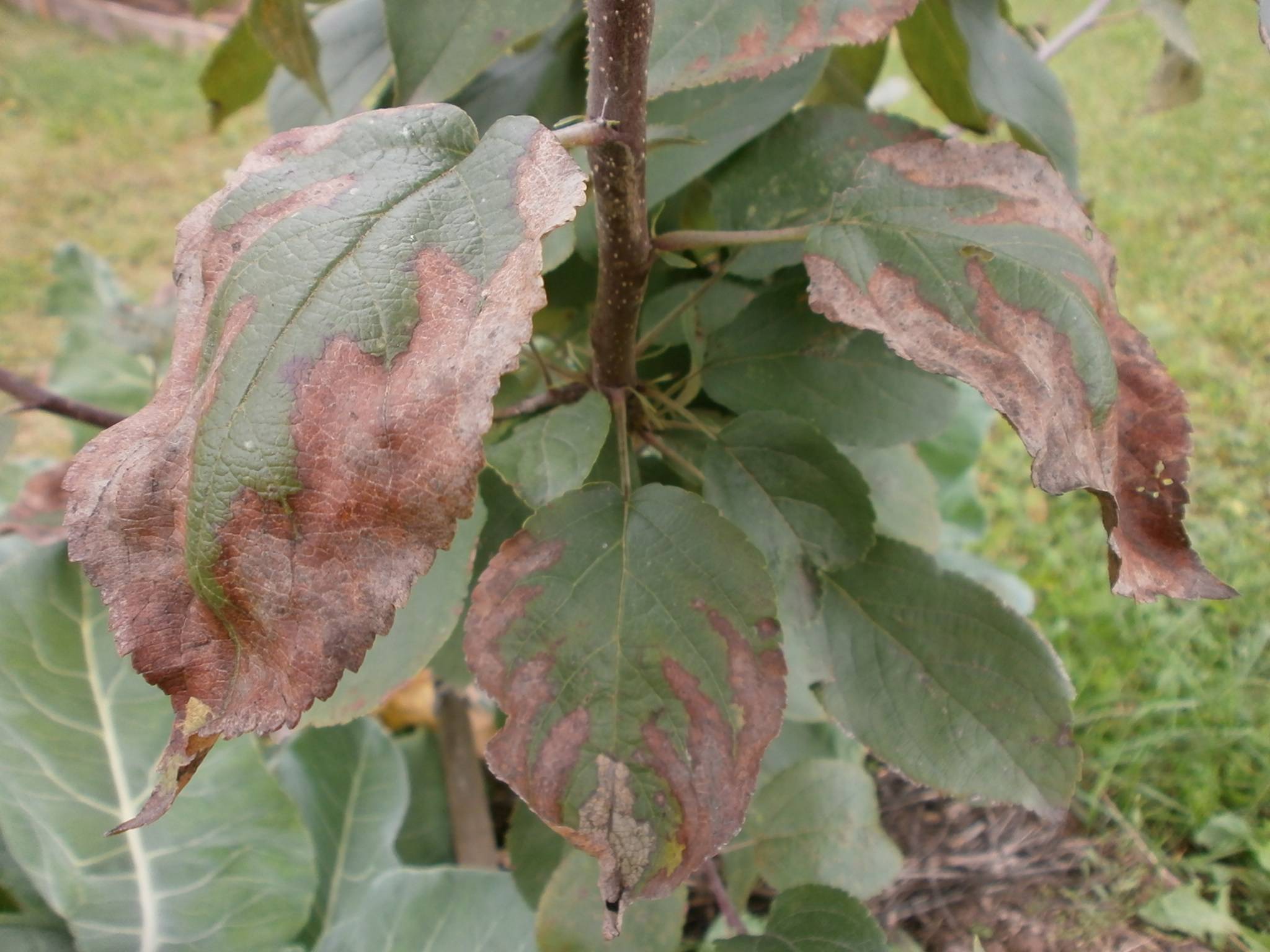 Почему у декабриста вянут и опадают листья (теряется упругость) — как помочь растению