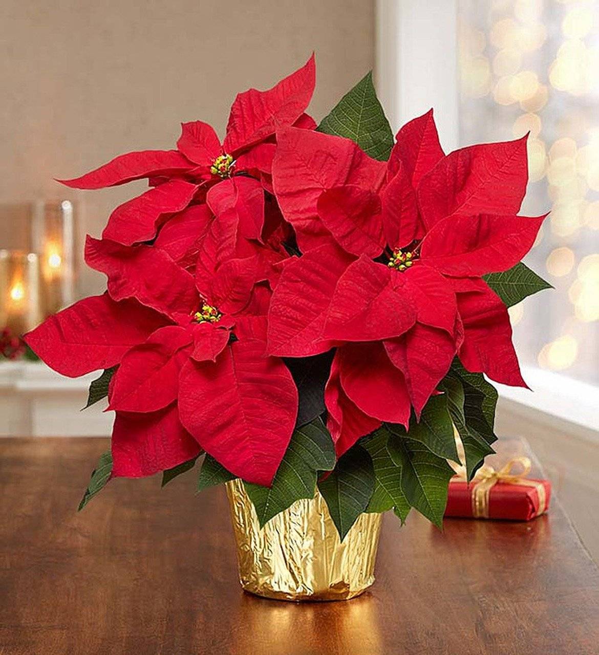Пуансеттия - приметы и суеверия: можно ли держать красную рождественскую звезду дома, что принесет этот цветок женщинам и другие народные поверья