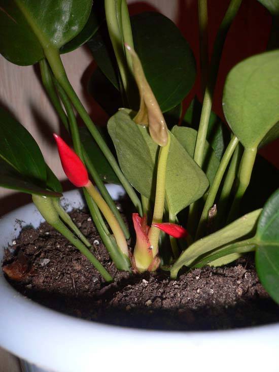 Что делать, если антуриум не цветет в домашних условиях: почему так происходит, какие могут быть причины, как заставить растение набрать бутоны?