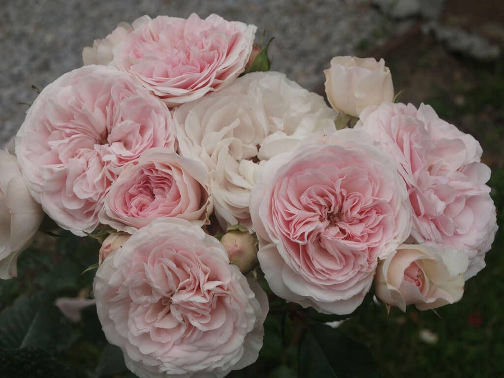 Роза мария терезия: фото и описание, отзывы