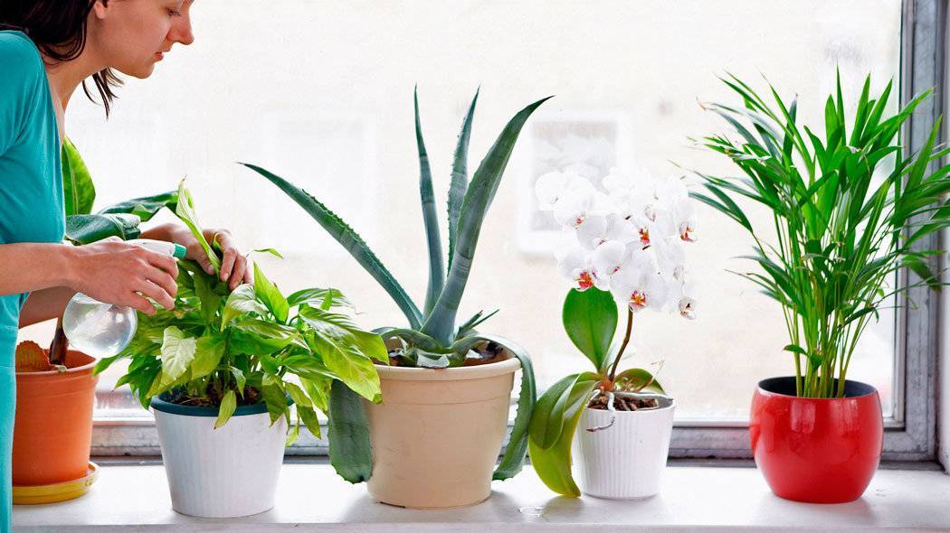 Какие комнатные цветы ядовиты и вредны? 7 опасных комнатных растений