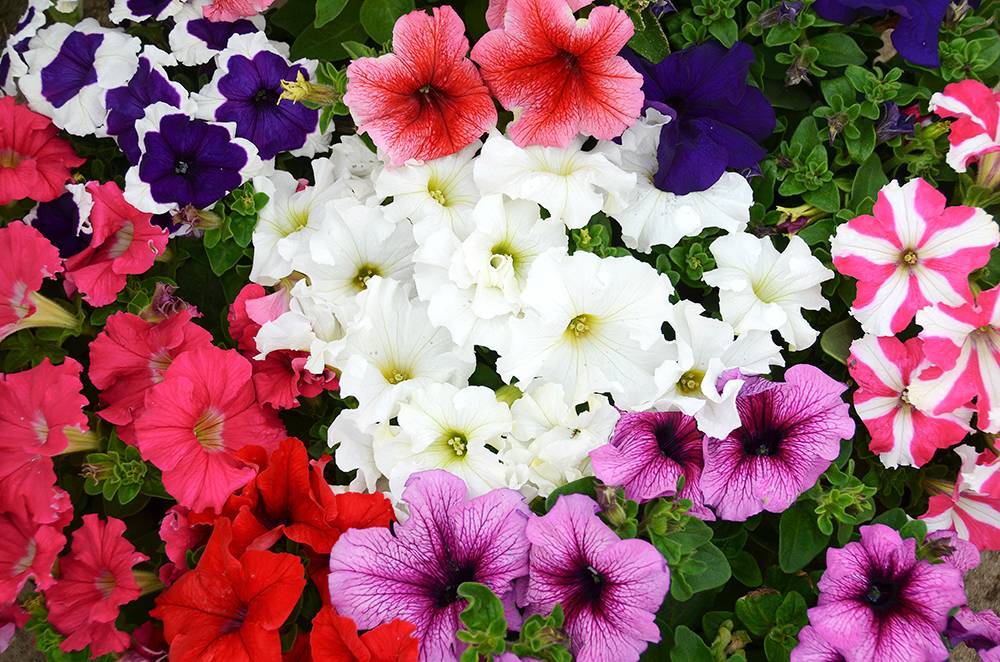 Цветы петуния — характеристики лучших сортов Тайдал и Джоконда
