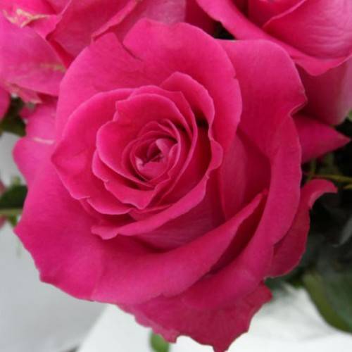 Роза пинк флойд (pink floyd): фото и описание этого сорта, а также пошаговые инструкции по выращиванию и размножениюдача эксперт