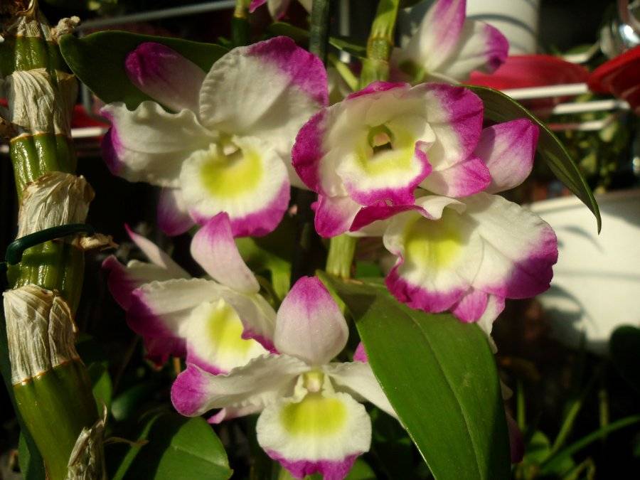 Орхидея дендробиум нобиле: описание, уход и размножение в домашних условиях, видео от специалистов, когда dendrobium nobile отцвела, что делать дальше