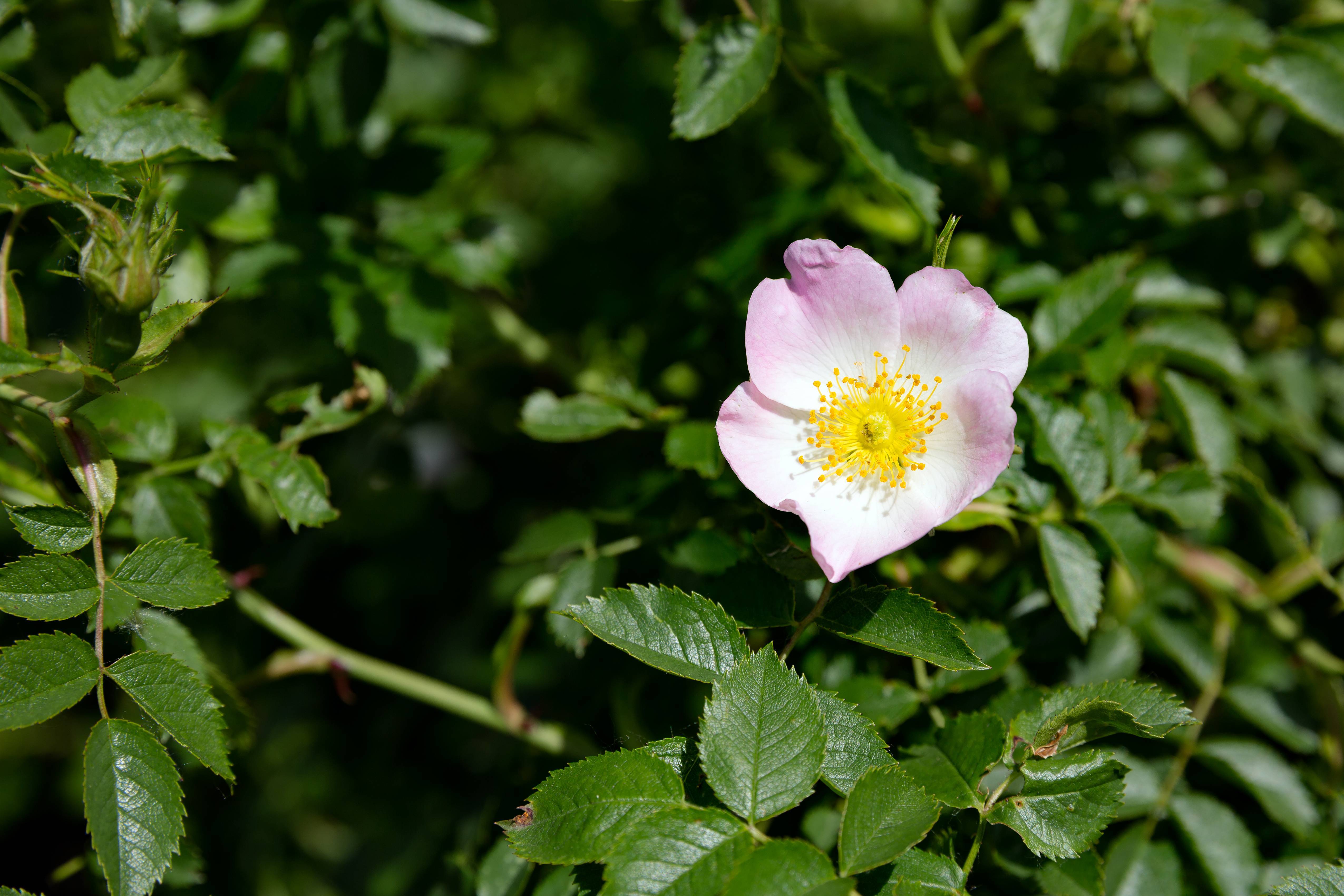 Растение роза / шиповник: фото, сорта, выращивание, посадка и уход в открытом грунте