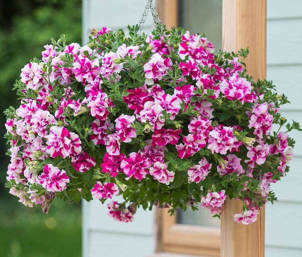 Обильное цветение петуньи дома на балконе или садовом участе