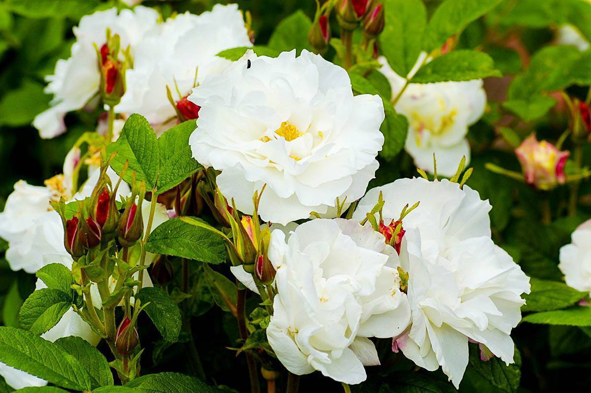 Утонченная красавица роза августа луиза: описание сорта и фото цветка, особенности выращивания и другие нюансы