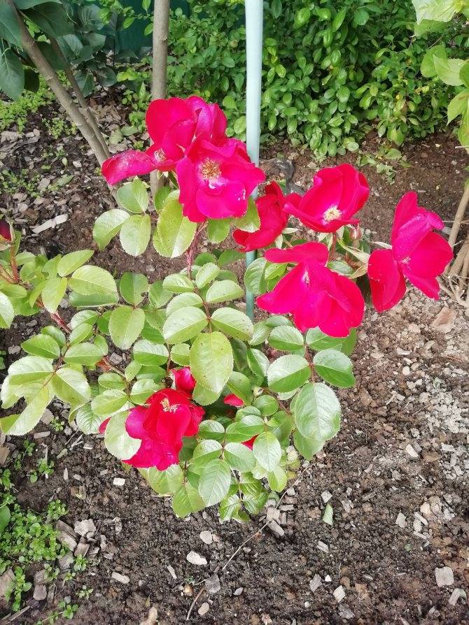 Парковая роза посадка и уход, выращивание и размножение +фото