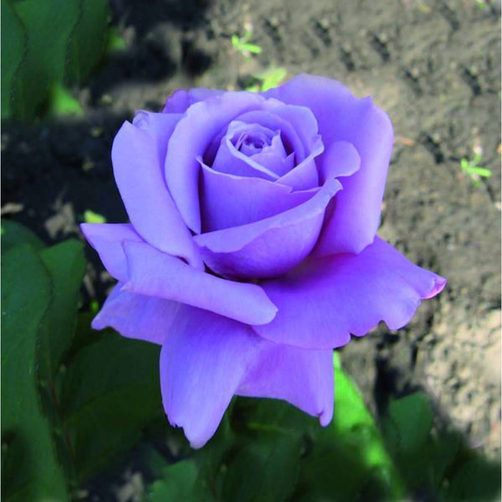Роза голубой нил: описание, особенности цветения, рекомендации по уходу, размножению и борьбе с вредителями, а также фото растениядача эксперт