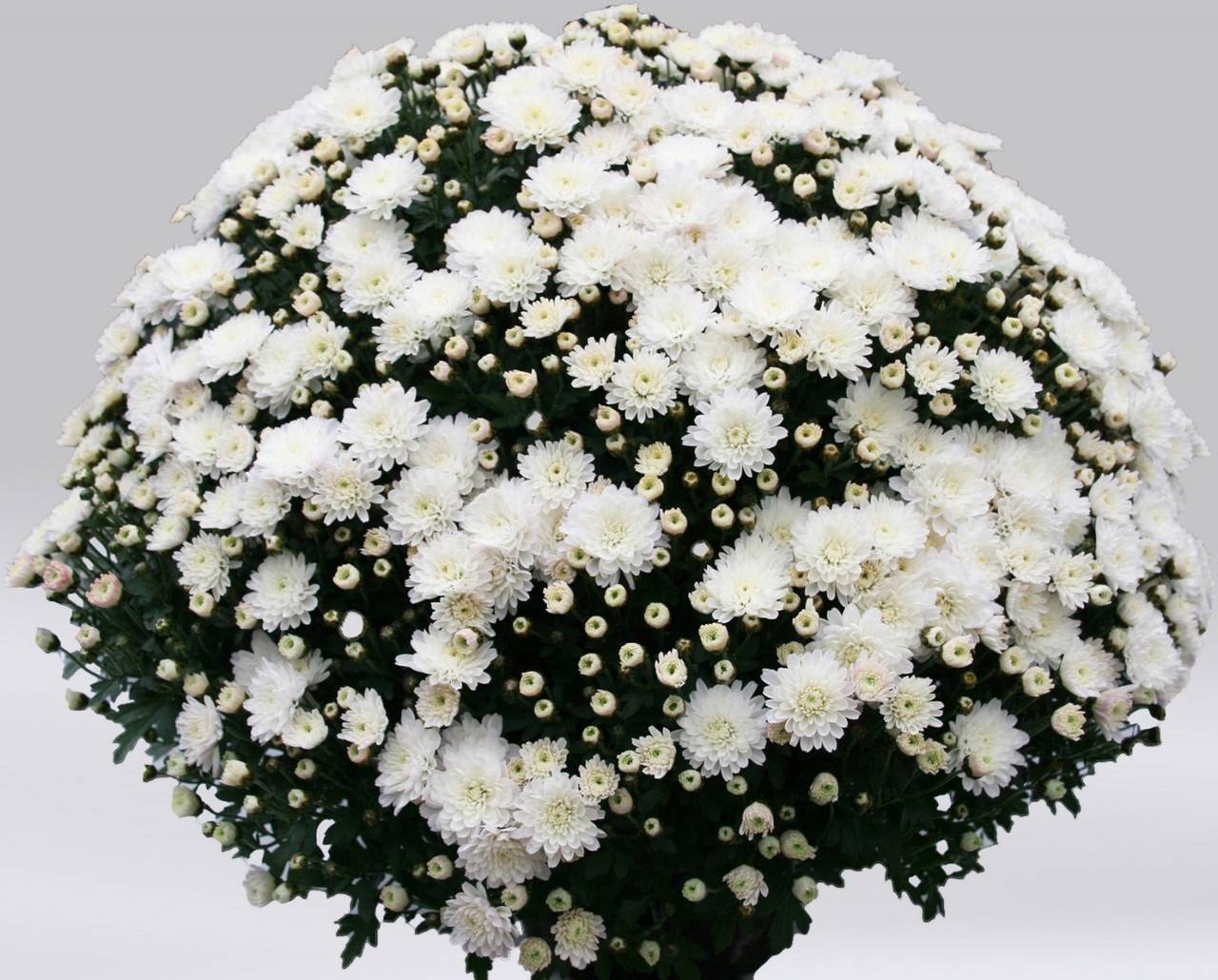 Белая хризантема сорта мультифлора, бакарди, сантини, шаровидная и ромашковая
