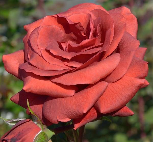 Роза терракота: описание и характеристика сорта, отзывы, фото цветов красно-кирпичного цвета, посадка, выращивание и уход, обрезка