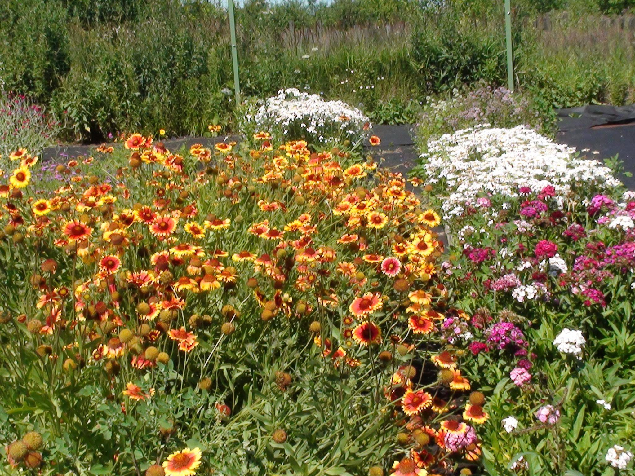 Гайлардия многолетняя: особенности посадки, выращивания из семян и ухода за этим цветком в открытом грунте