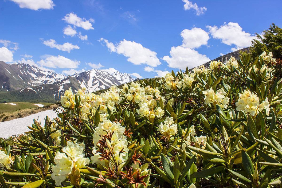 Рододендрон кавказский в горах: когда цветет
