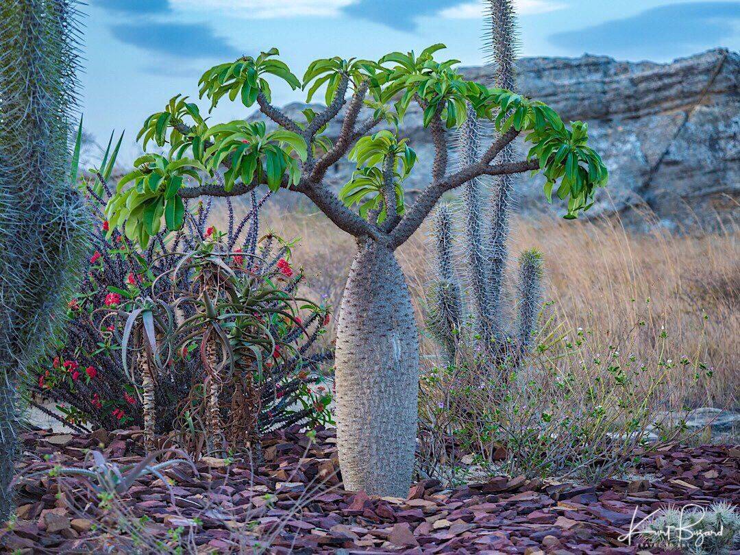 Пахиподиум — суккулент с внешностью пальмы. уход, выращивание, размножение. виды. фото — ботаничка