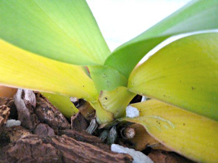 Что делать и как понять, почему у орхидеи желтеют листья?
