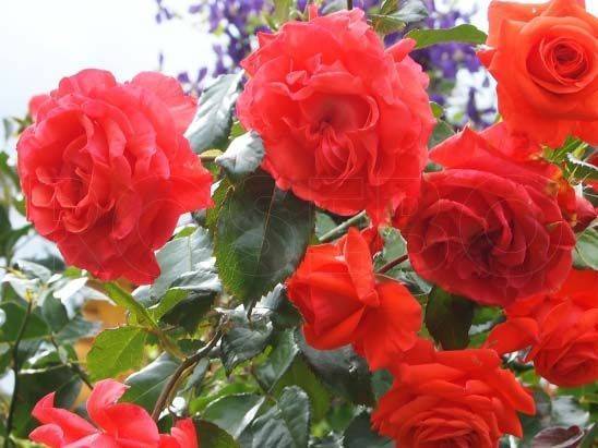 Плетистые розы: посадка и уход, виды и сорта, фото, использование в ландшафтном дизайне