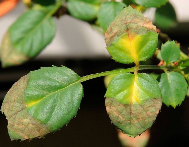 Почему желтеют листья спатифиллума, что делать, чтобы спасти цветок? причины недуга и способы лечения