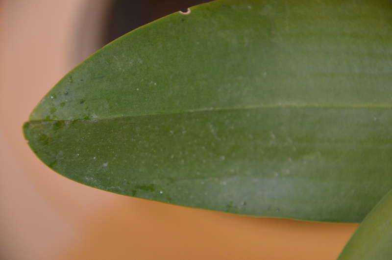 Липкие листья у орхидей чем лечить