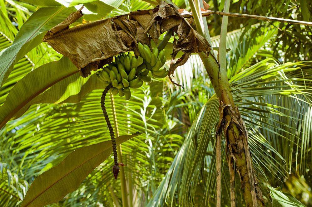 Как растет банан. фото в природе, банановая пальма в домашних условиях