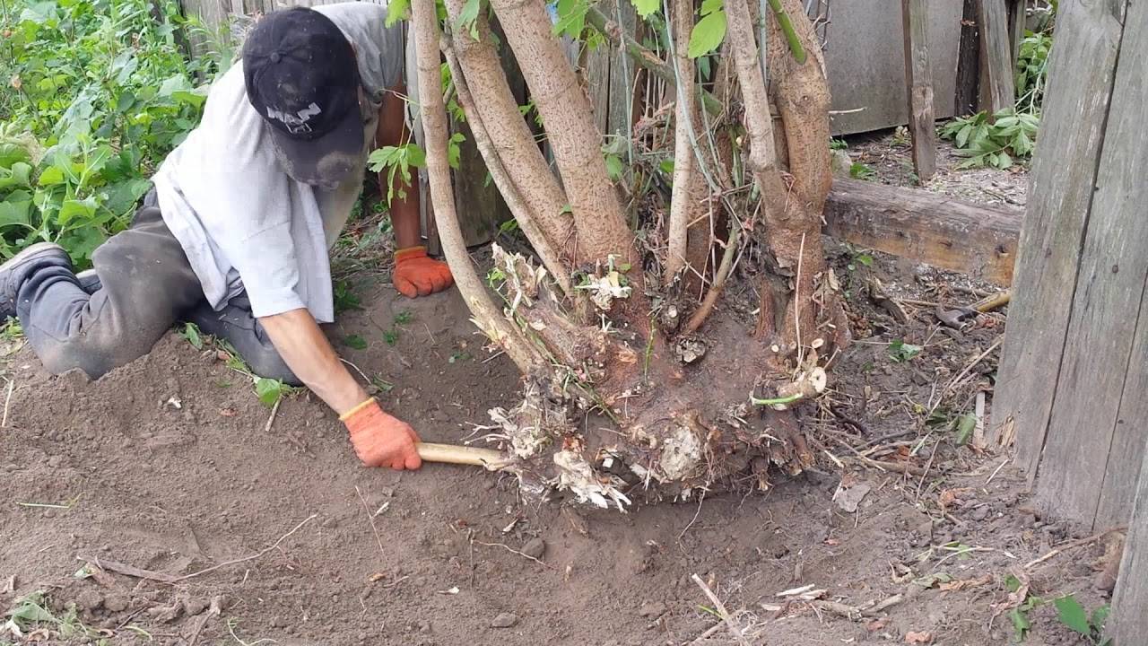 Как избавиться от корней деревьев на участке без корчевания: народные средства от корня без выкорчевки, как уничтожить и как удалить селитрой, как убить химическим способом