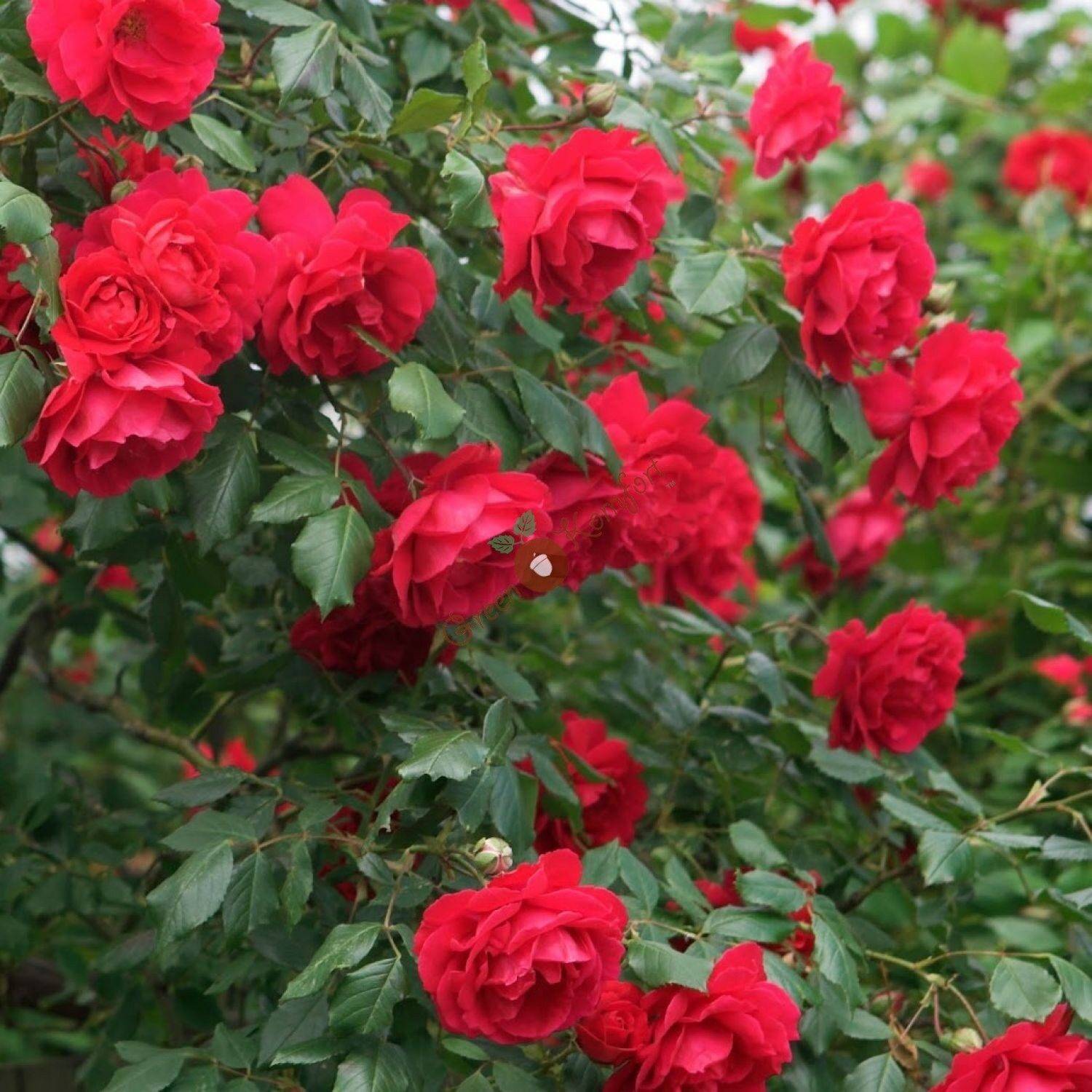 Канадская роза: описание, посадка и уход за растением