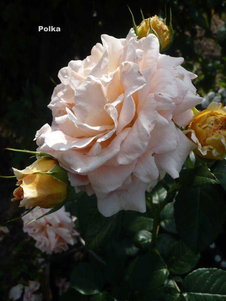 Полька: элегантная крупноцветковая роза-клаймбер
