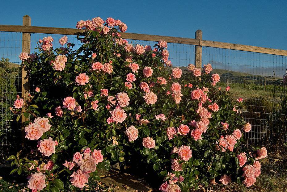 Плетистые розы кордес: выращивание, описание и лучшие сорта