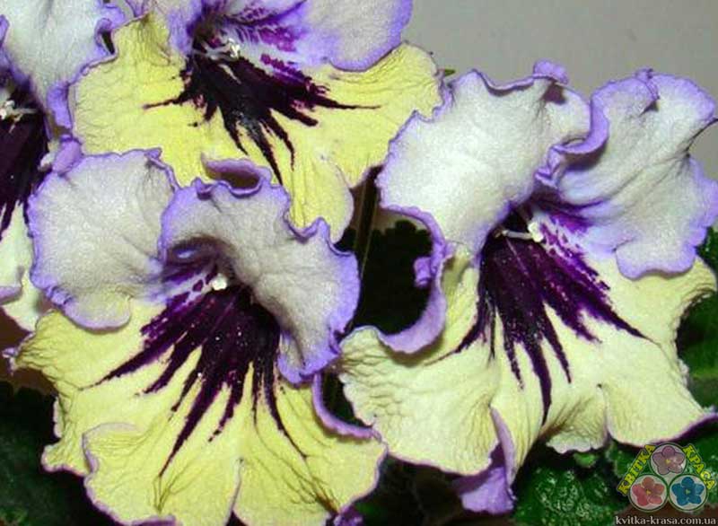 Стрептокарпус: фото цветов с названиями и описанием, видео