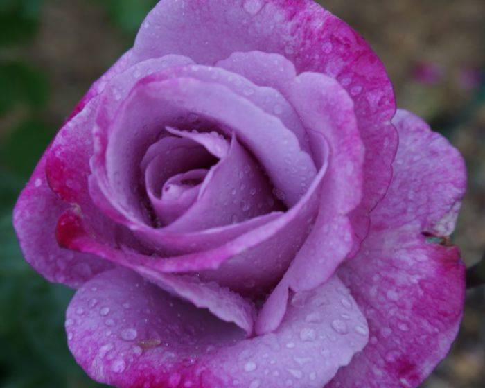 О розе moody blues: описание и характеристики сорта чайно гибридной розы
