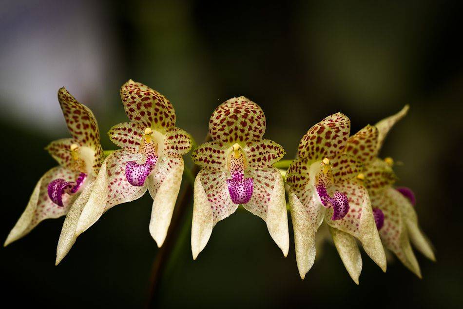 Фото красивых орхидей высокого качества, которые являются самыми шикарными в мире, а также описание сортов и их характеристики