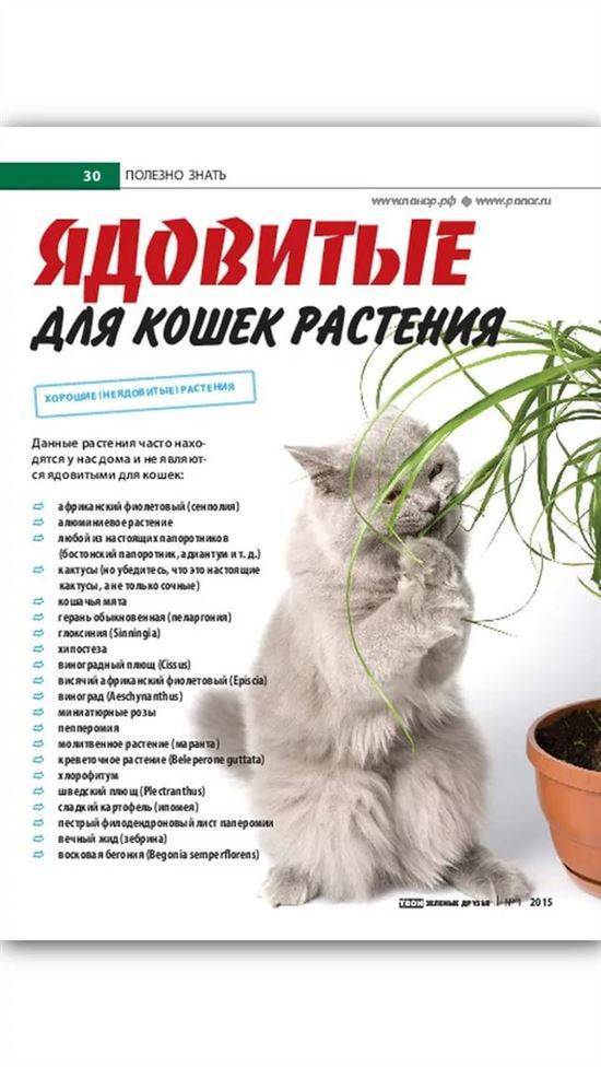 Ядовитые растения для кошек | ваши питомцы