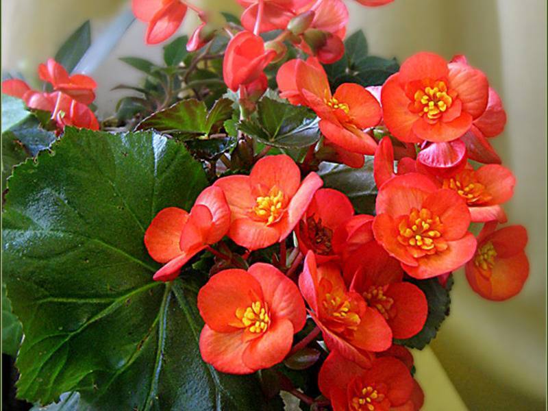 10 неприхотливых цветущих домашних цветов