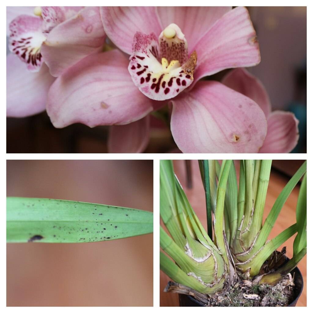 Цимбидиум. уход в домашних условиях | блог об орхидеях
