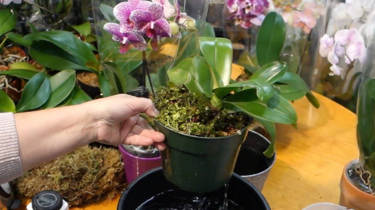 Уход за орхидеей в домашних условиях: как ухаживать за цветком после покупки, посадки в горшок, полив и размножения для новичков, содержание корней фаленопсиса