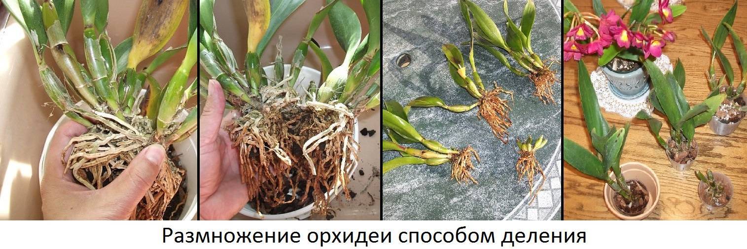Как размножить орхидею в домашних условиях: 6 способов
