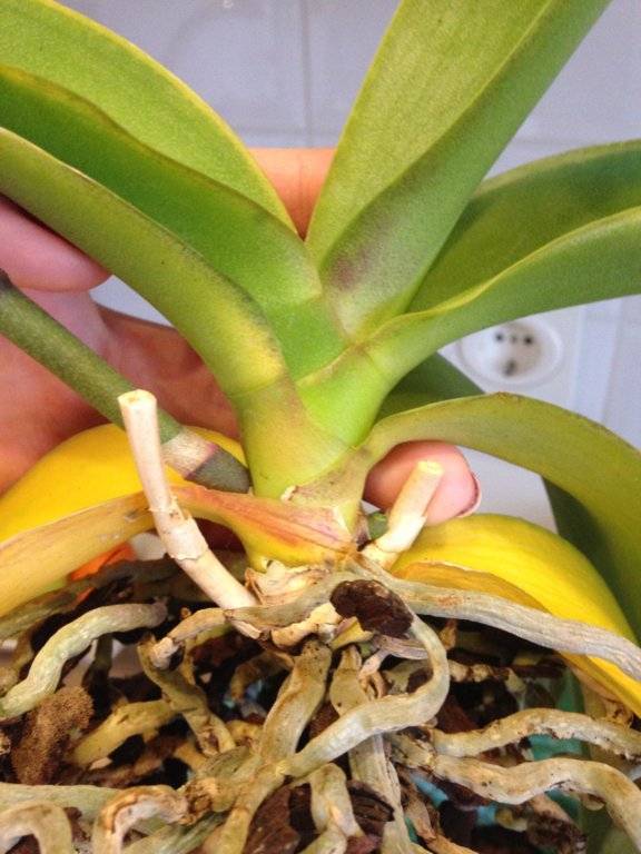 Желтеют листья орхидеи: как определить почему это происходит, каковы причины, что делать, если стали они стали желтыми?